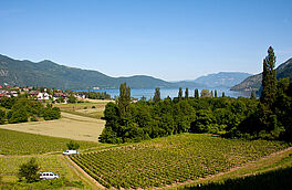 Vue sur le Lac du Bourget et les vignes de Brison St Innocent